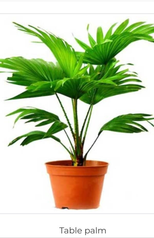 Table Palm