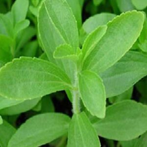 Stevia (Sugar Free) Plant