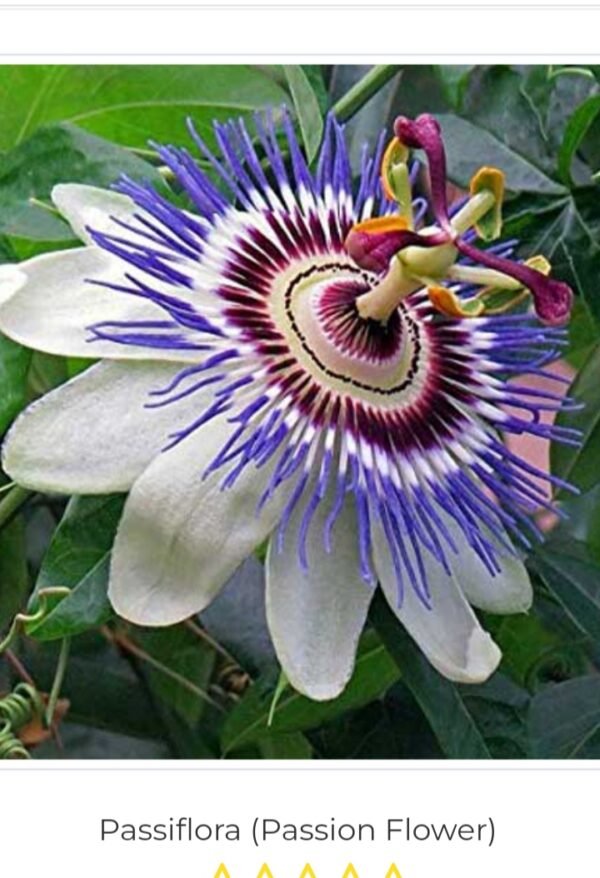 Passiflora (Passion Flower)