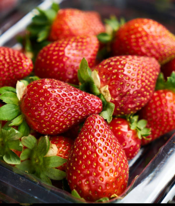 Strawberry plant