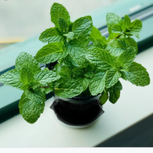 Mint plant (Kahmir origin)