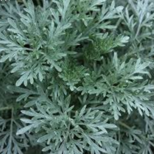 Kashmir wormwood plant (Tethwan)