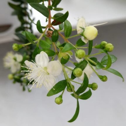 Myrtle (Mediterranean)