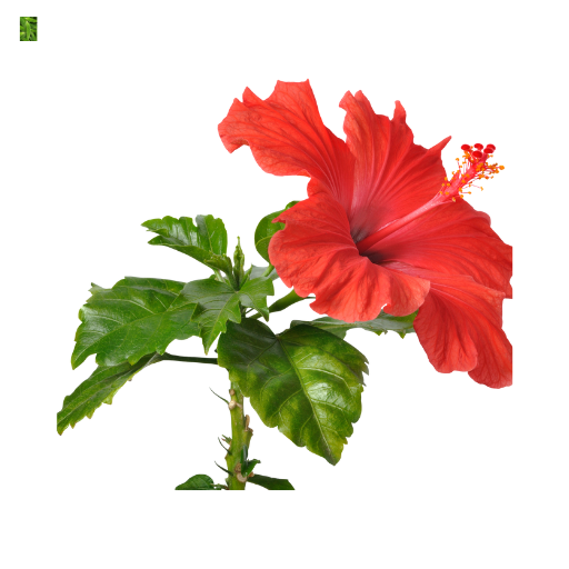 habiscus